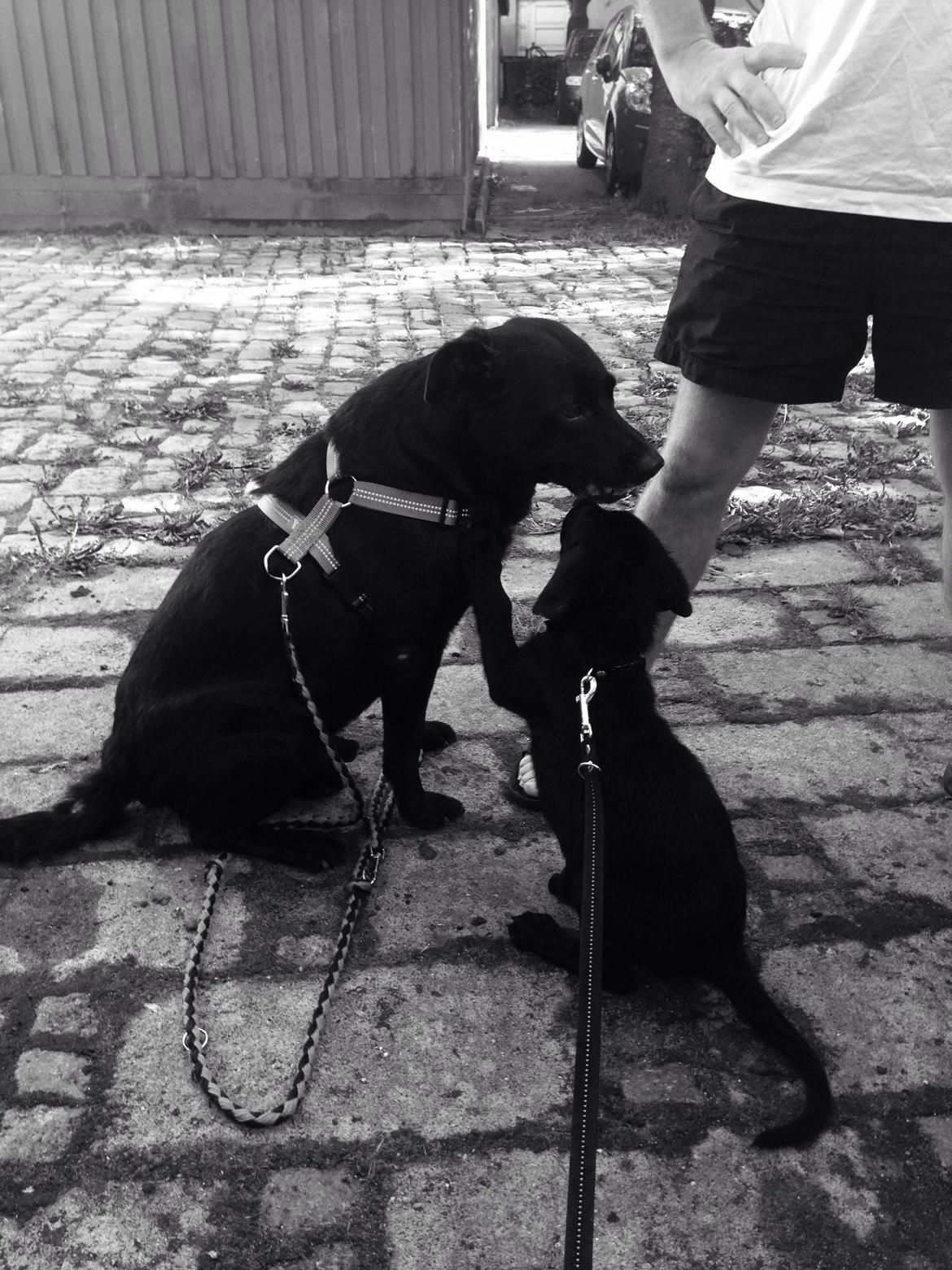 Blanding af racer Chang  billede 10