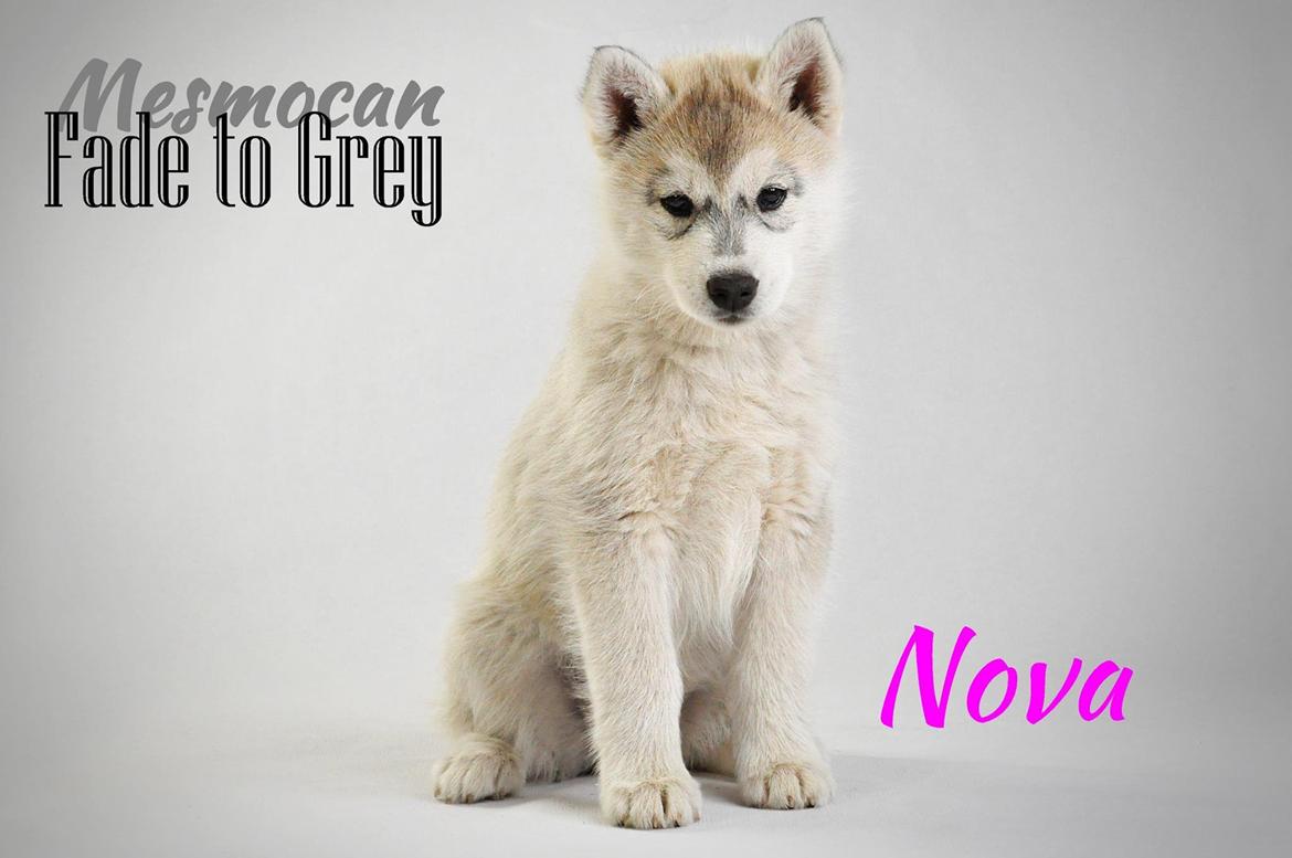 Siberian husky Nova billede 1