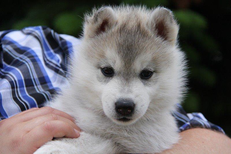 Siberian husky Nova billede 2