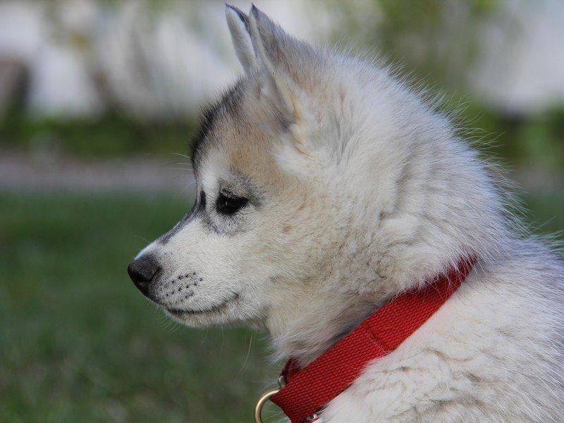Siberian husky Nova billede 3