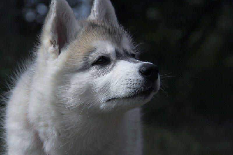 Siberian husky Nova billede 5