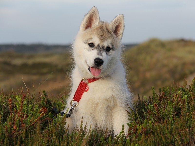 Siberian husky Nova billede 7