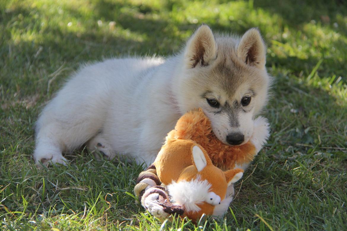 Siberian husky Nova billede 8