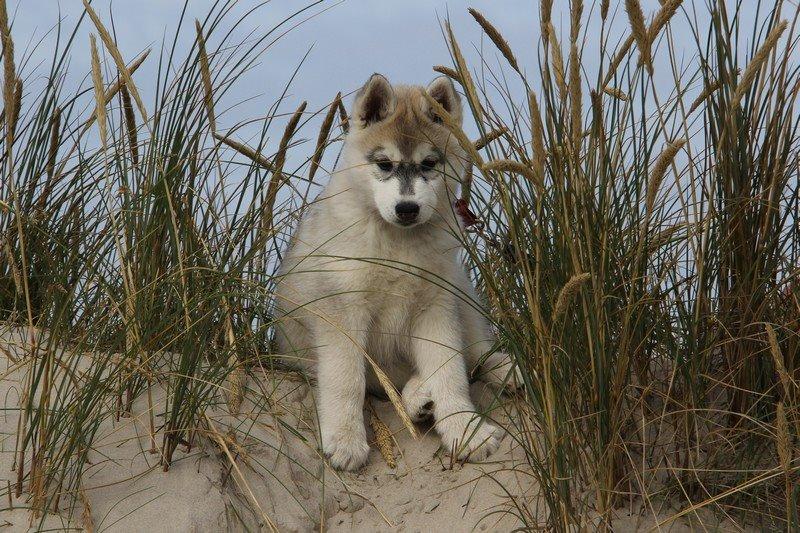 Siberian husky Nova billede 6