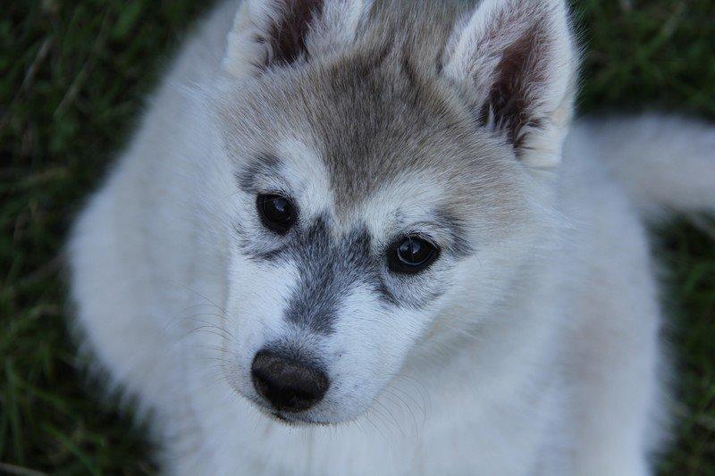 Siberian husky Nova billede 9