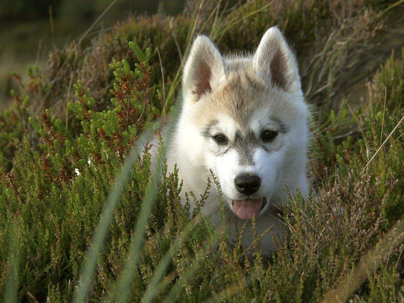 Siberian husky Nova billede 10