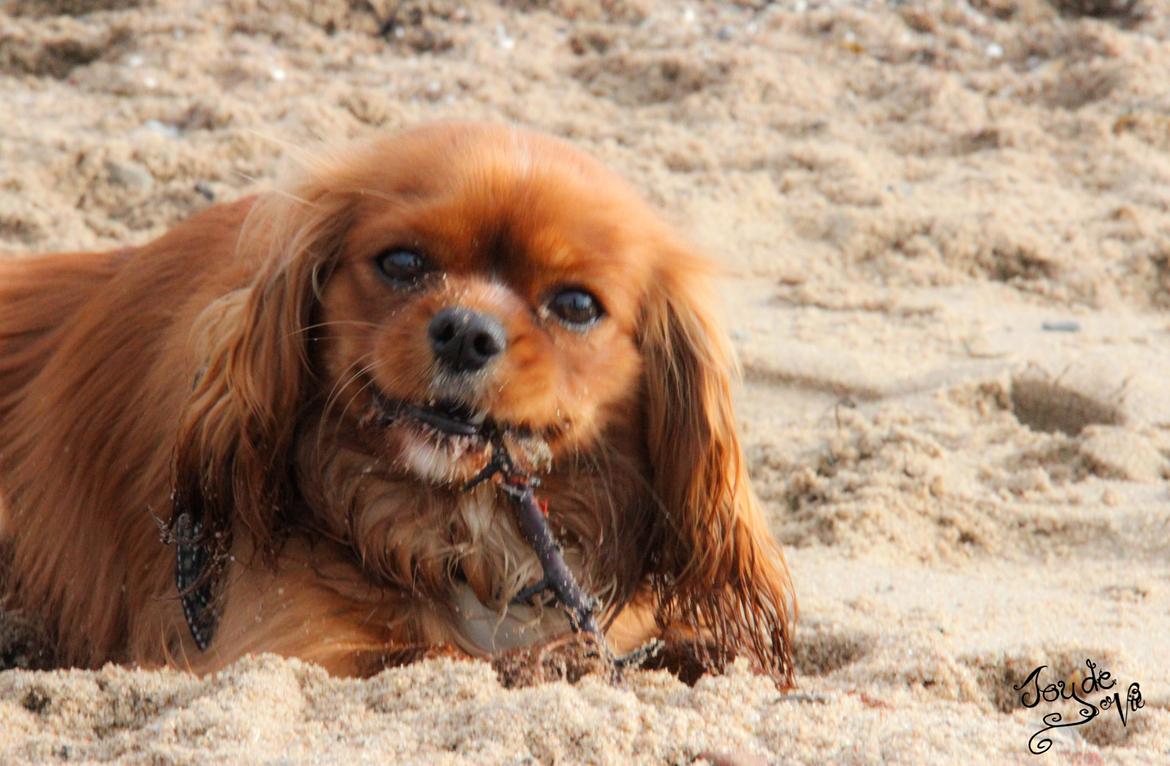 Cavalier king charles spaniel Electra ( Loevhoejs Hippy Hippy Shake) billede 16