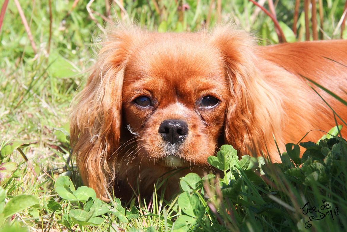 Cavalier king charles spaniel Electra ( Loevhoejs Hippy Hippy Shake) billede 20