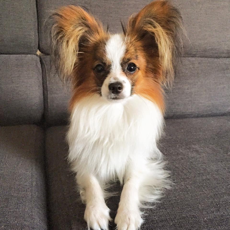Papillon Askepot's Nemo "Louie" billede 17