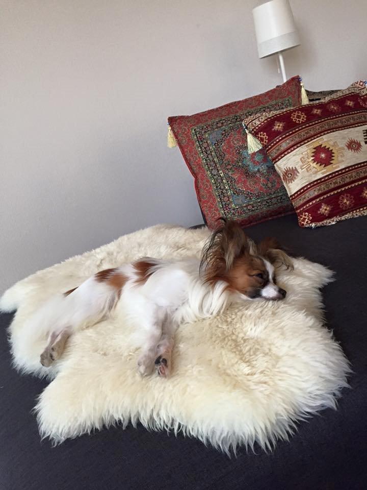 Papillon Askepot's Nemo "Louie" billede 18