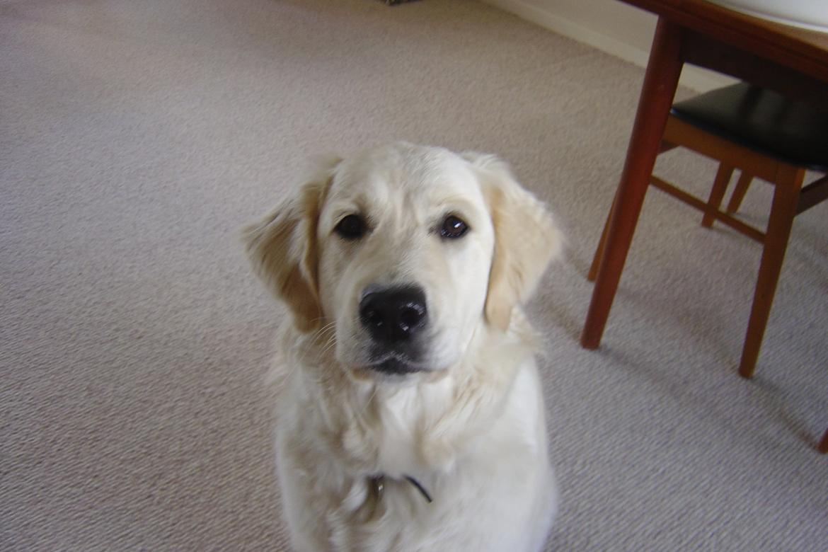 Golden retriever Maggi billede 2