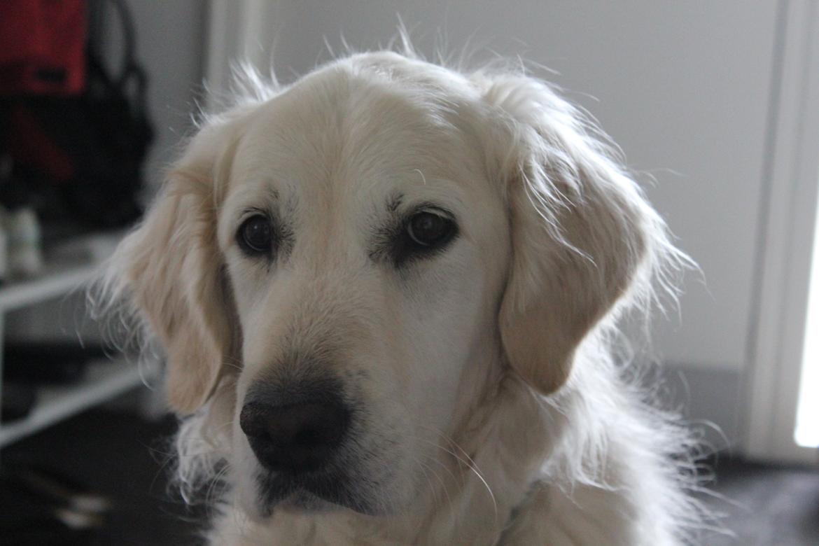 Golden retriever Maggi billede 1