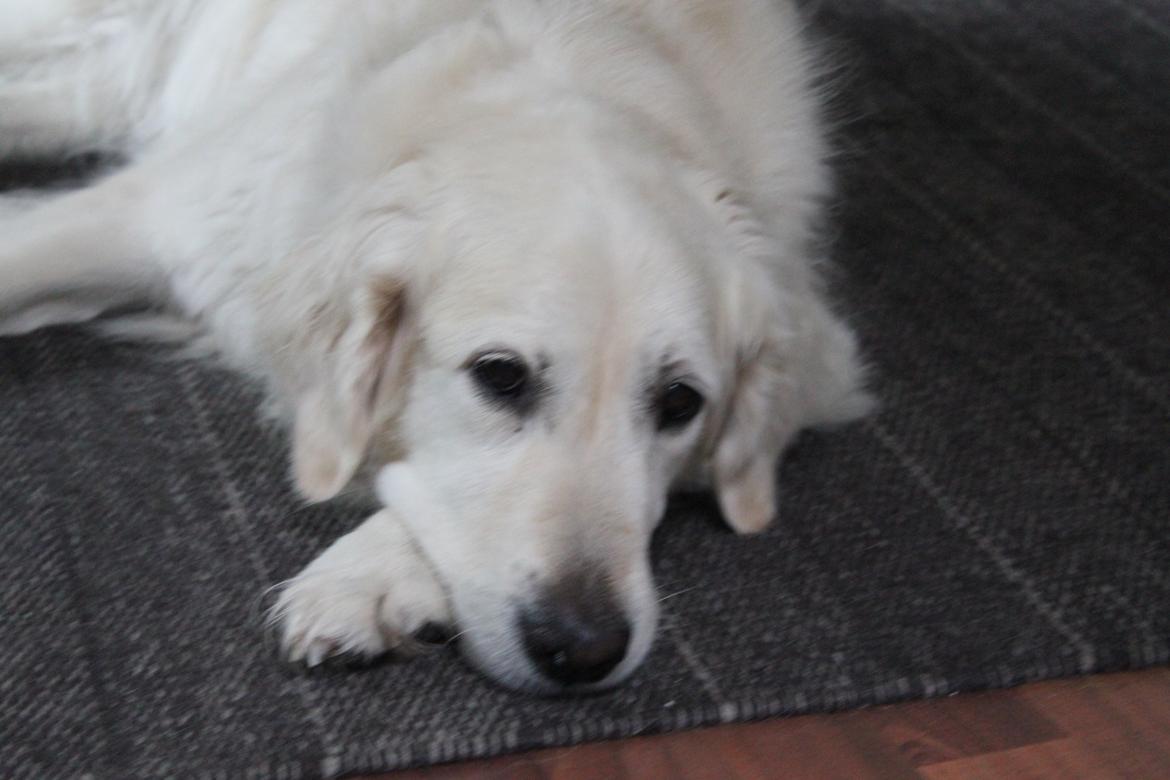 Golden retriever Maggi billede 3