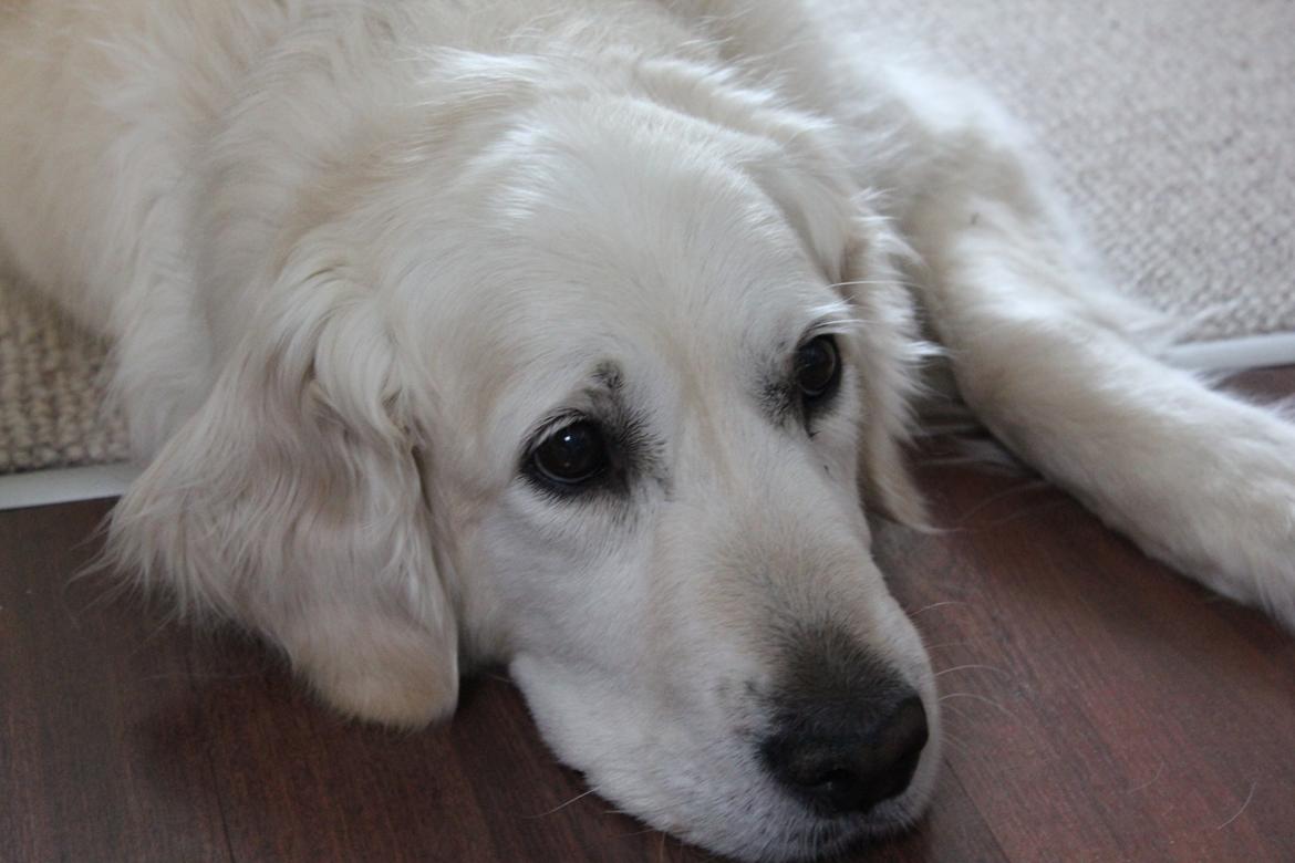 Golden retriever Maggi billede 4