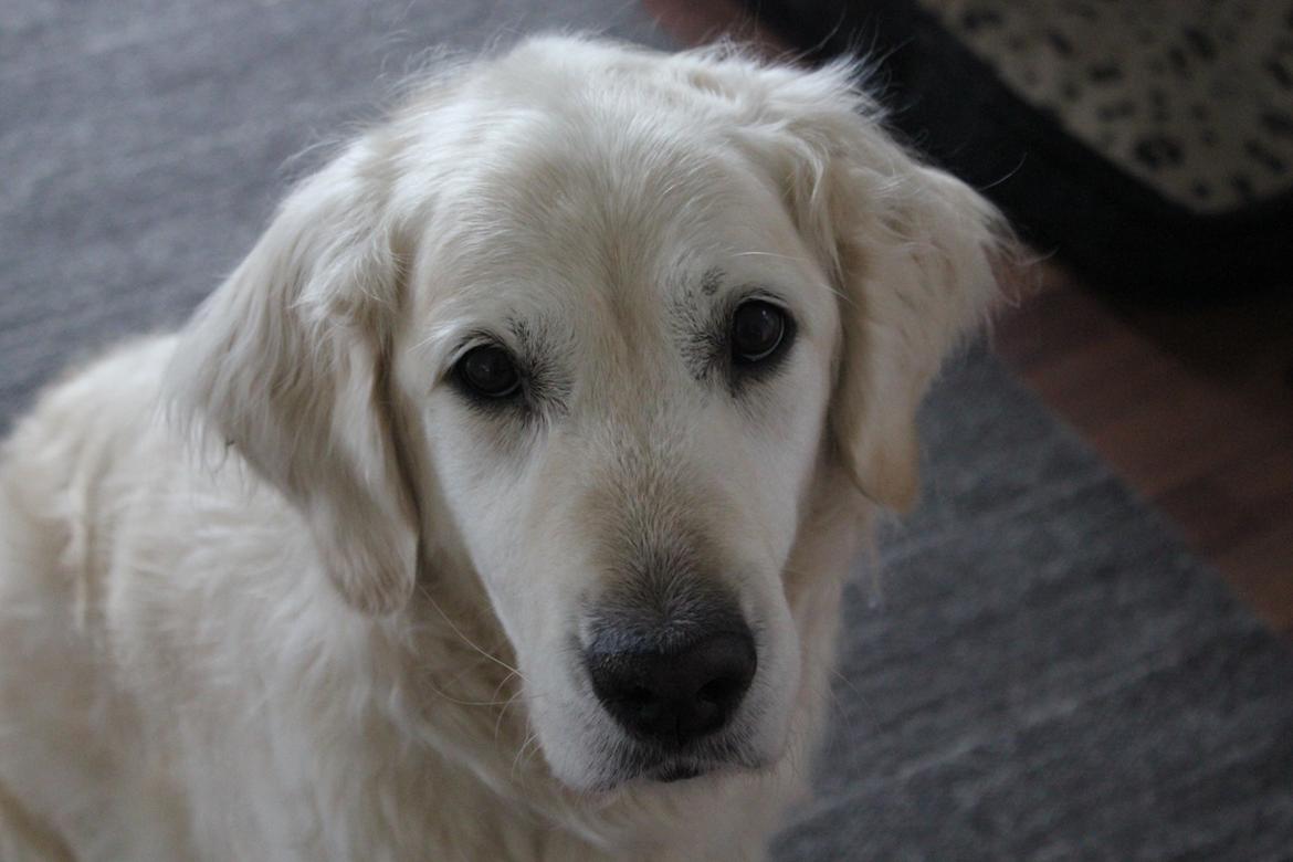 Golden retriever Maggi billede 5