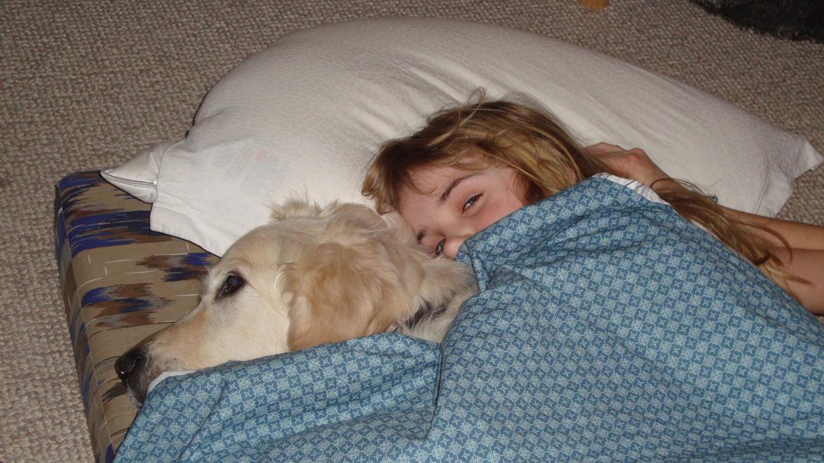 Golden retriever Maggi billede 6