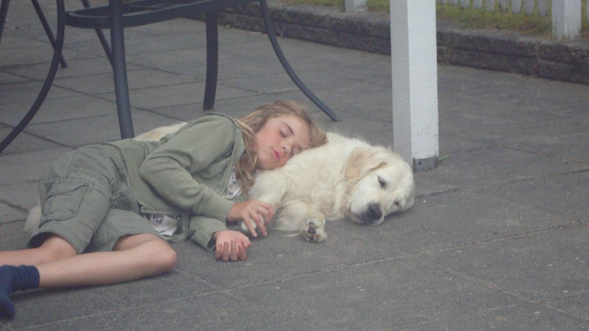 Golden retriever Maggi billede 7