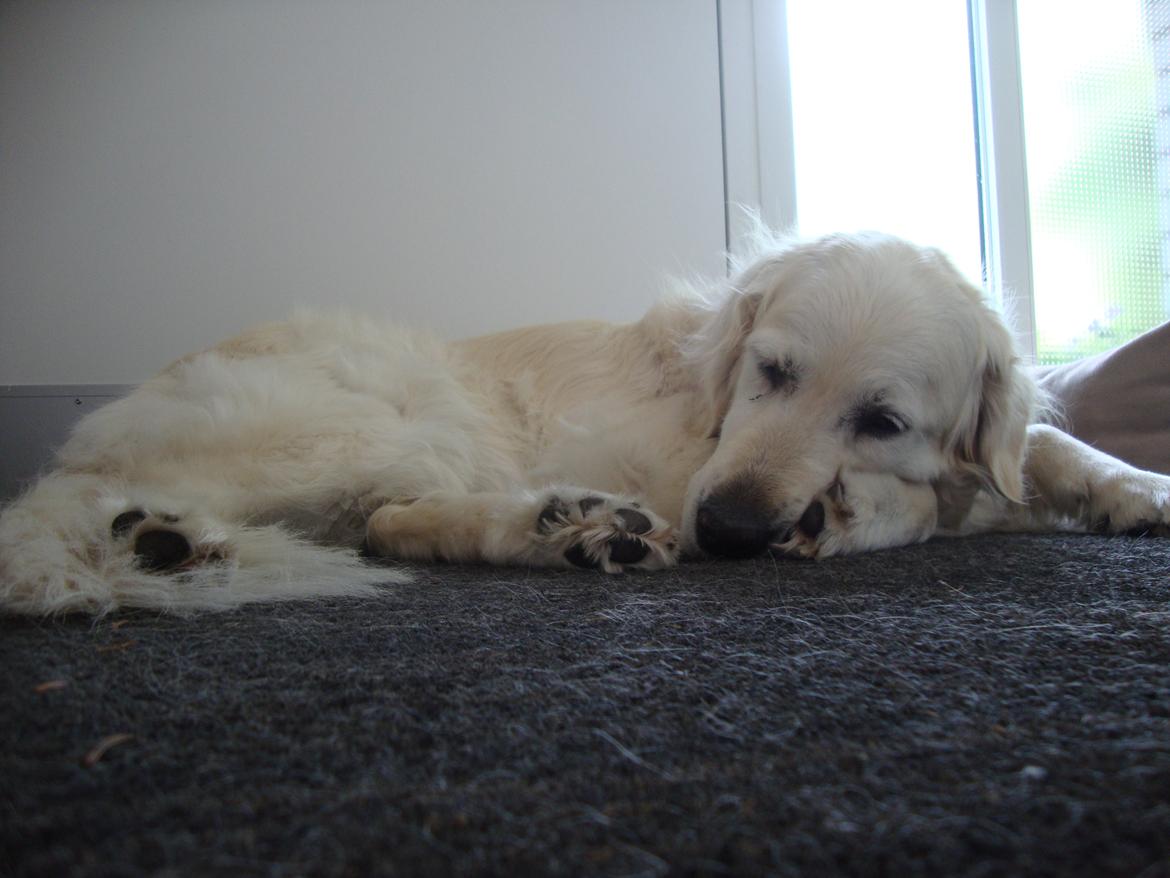 Golden retriever Maggi billede 8