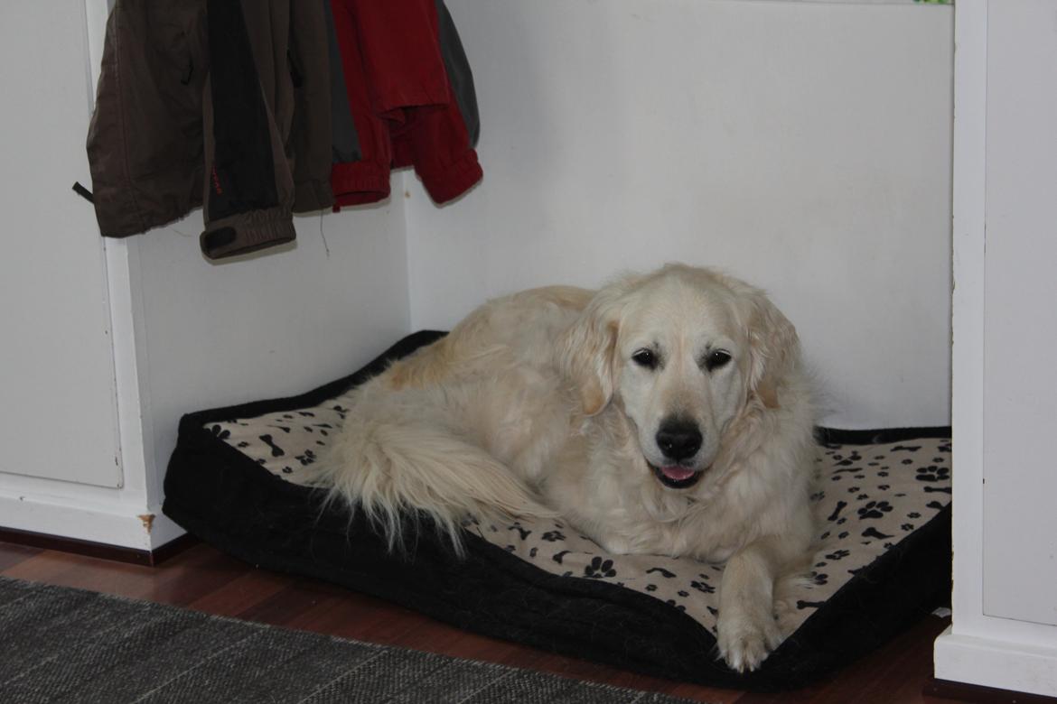 Golden retriever Maggi billede 9