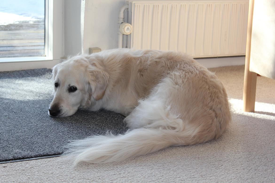 Golden retriever Maggi billede 10