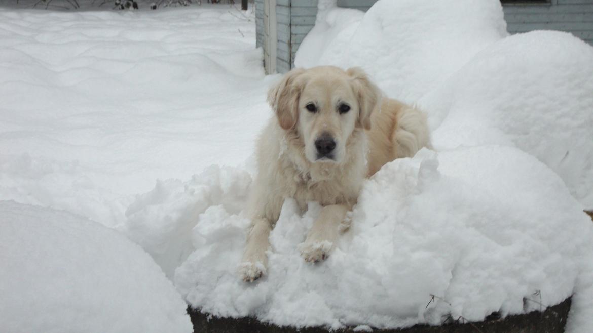 Golden retriever Maggi billede 11