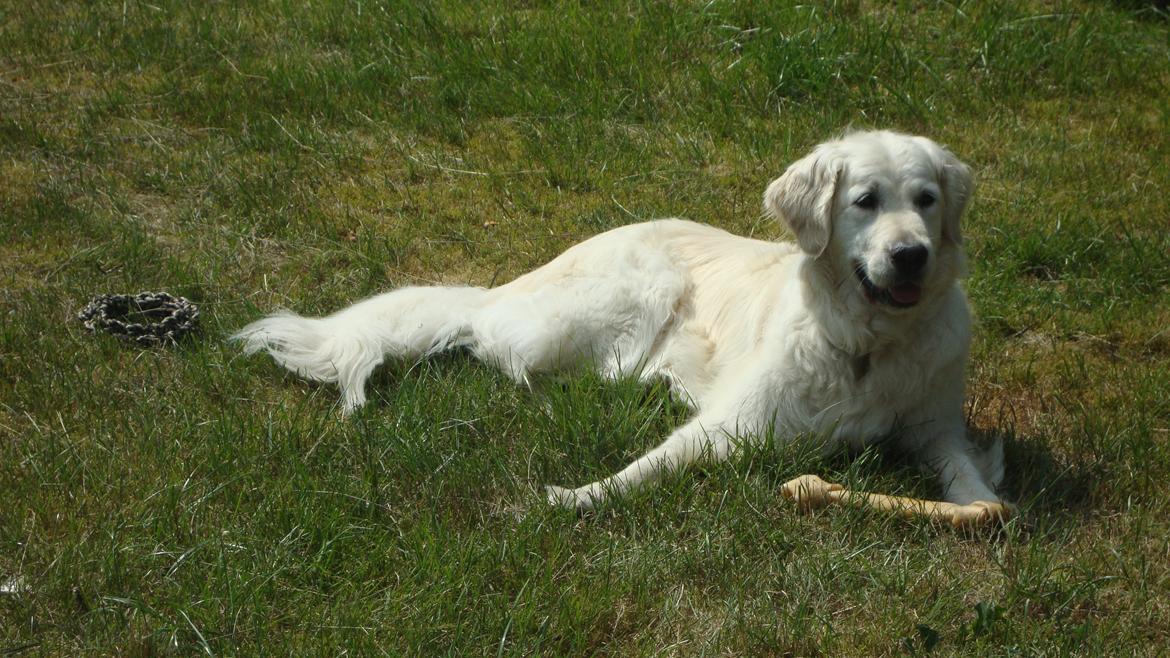 Golden retriever Maggi billede 12