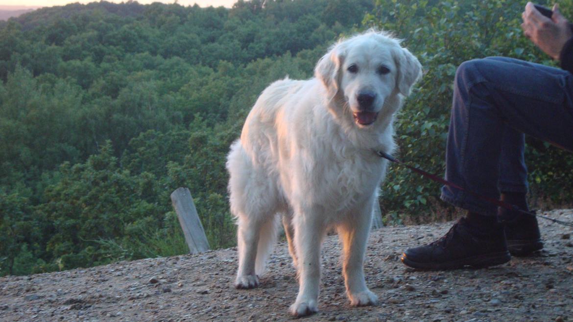 Golden retriever Maggi billede 13