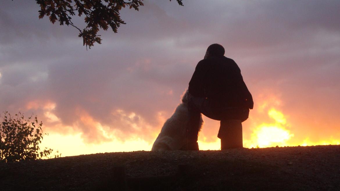 Golden retriever Maggi billede 14