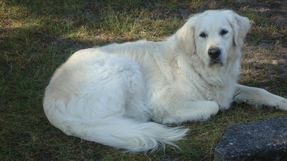 Golden retriever Maggi billede 15