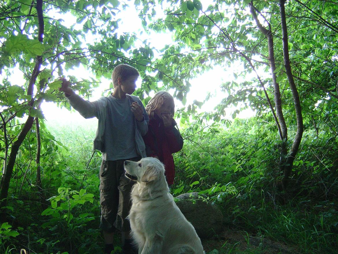 Golden retriever Maggi billede 16