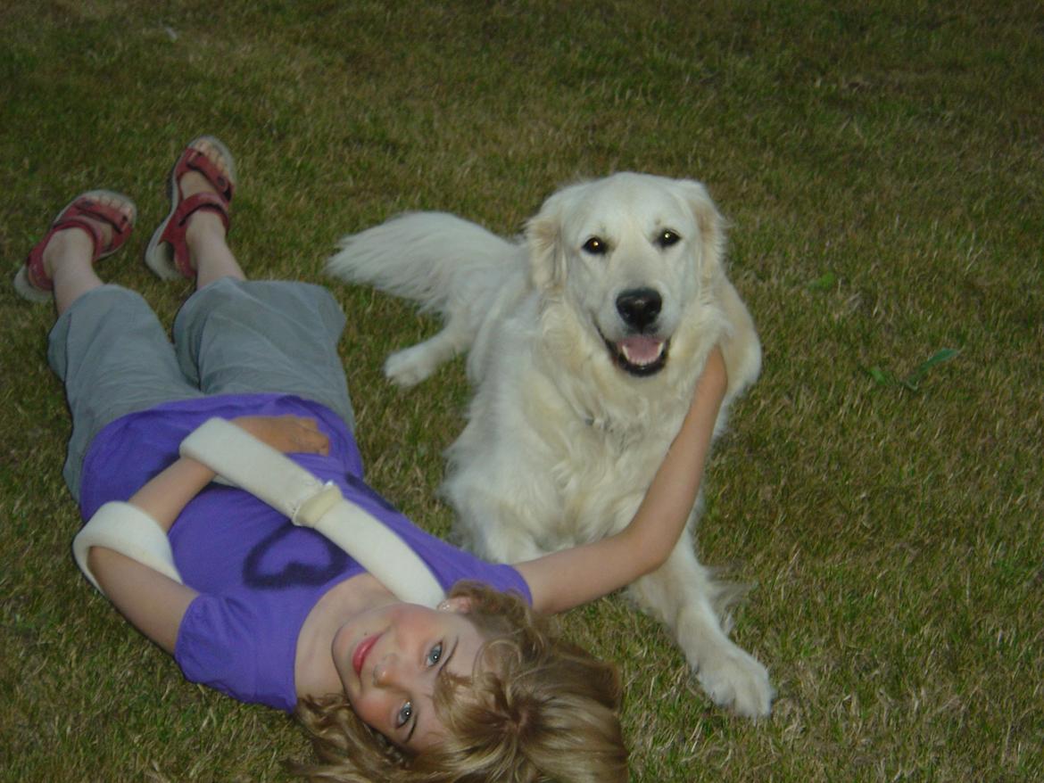 Golden retriever Maggi billede 17