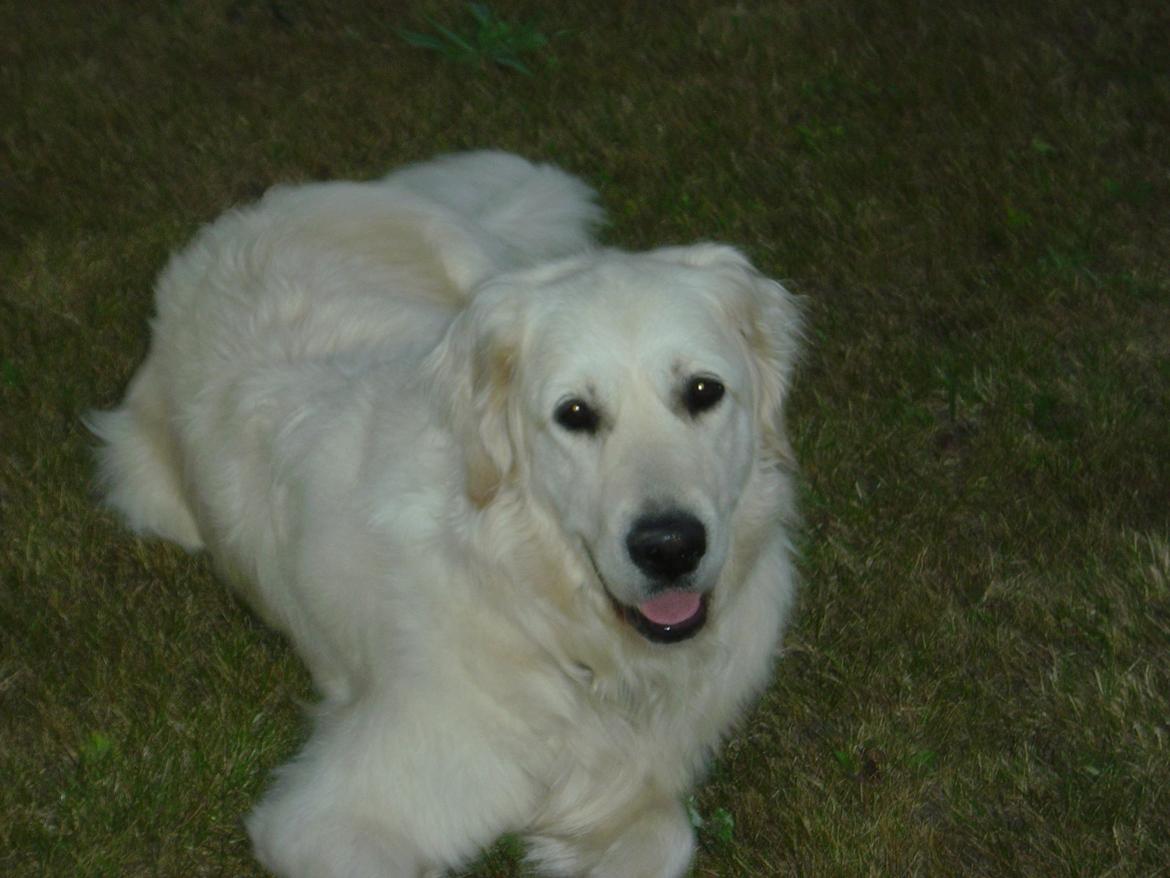 Golden retriever Maggi billede 18