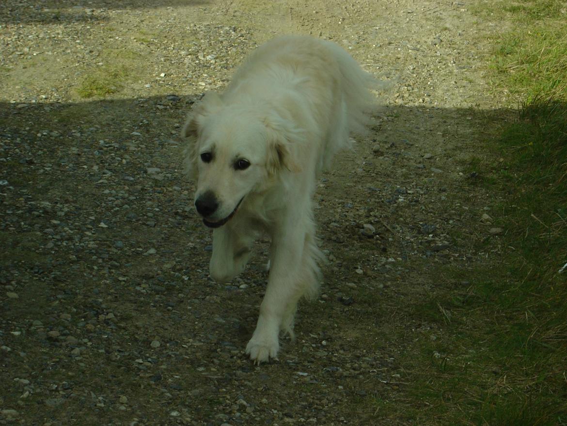 Golden retriever Maggi billede 19