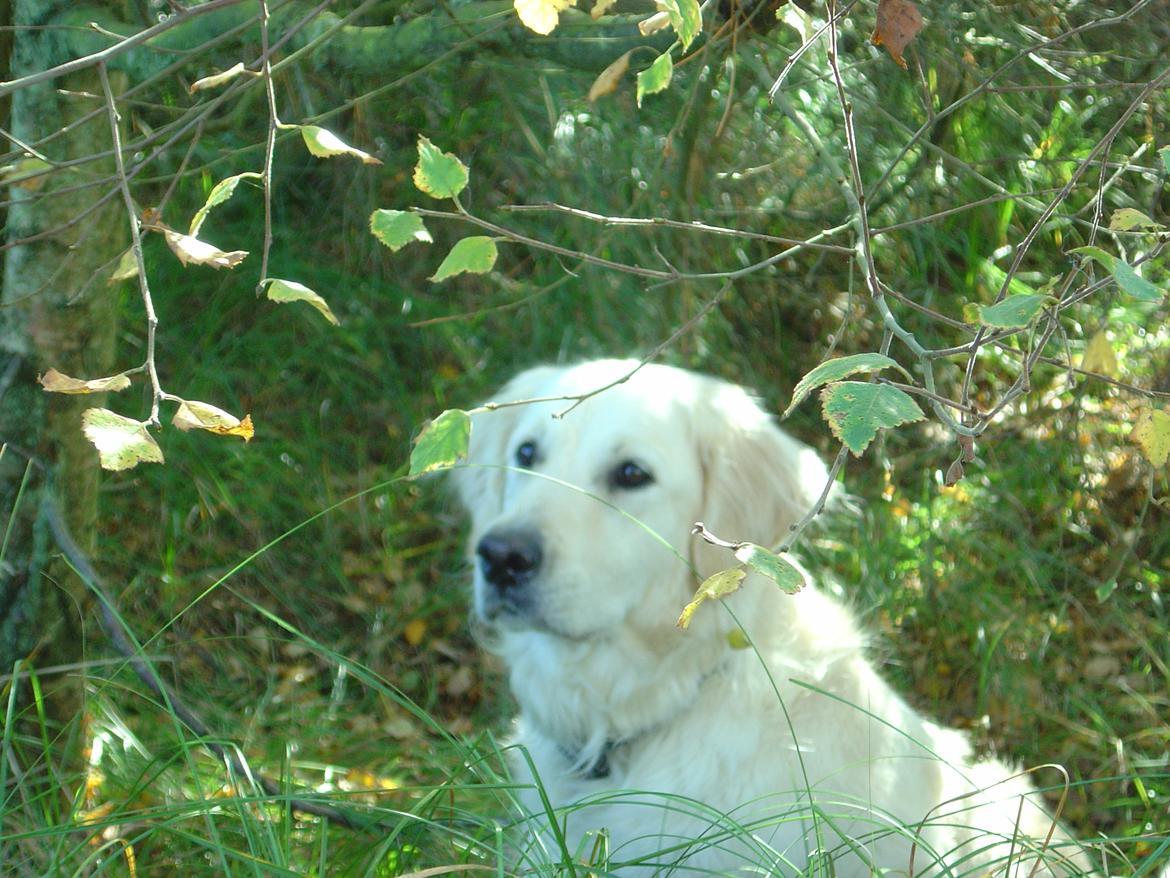 Golden retriever Maggi billede 22
