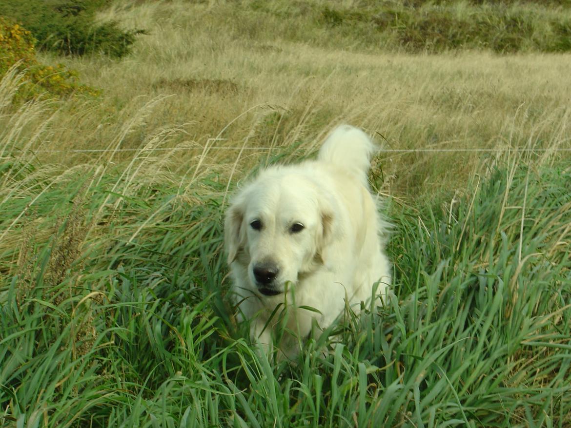 Golden retriever Maggi billede 20