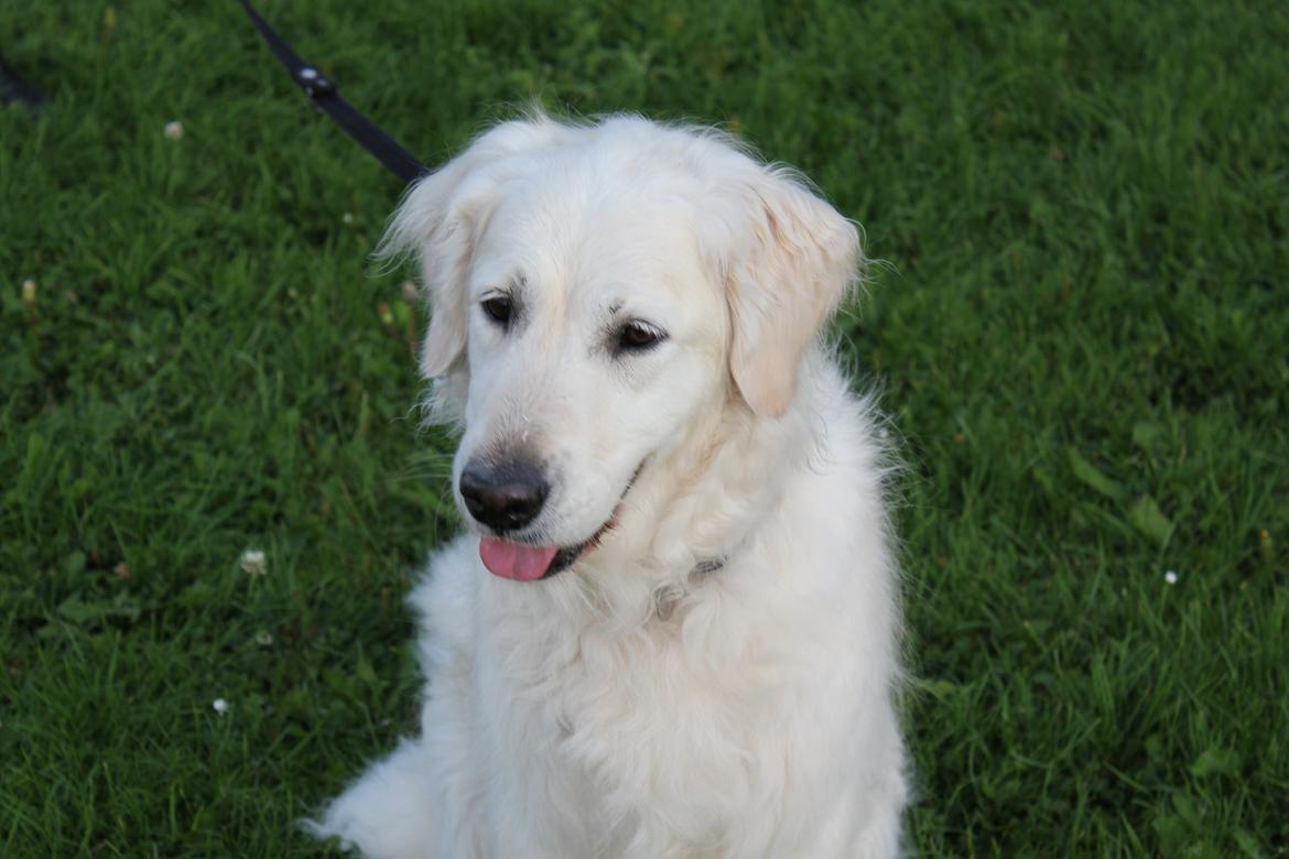 Golden retriever Maggi billede 24