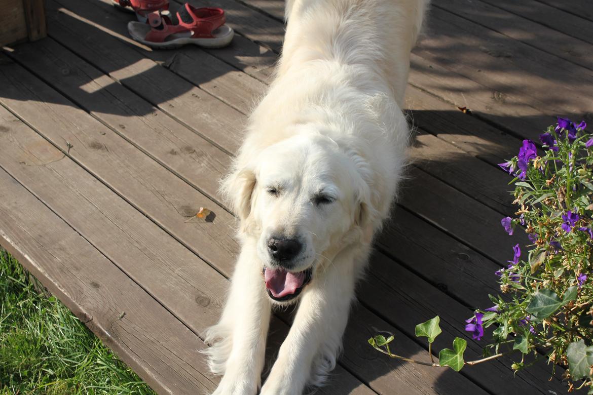 Golden retriever Maggi billede 26