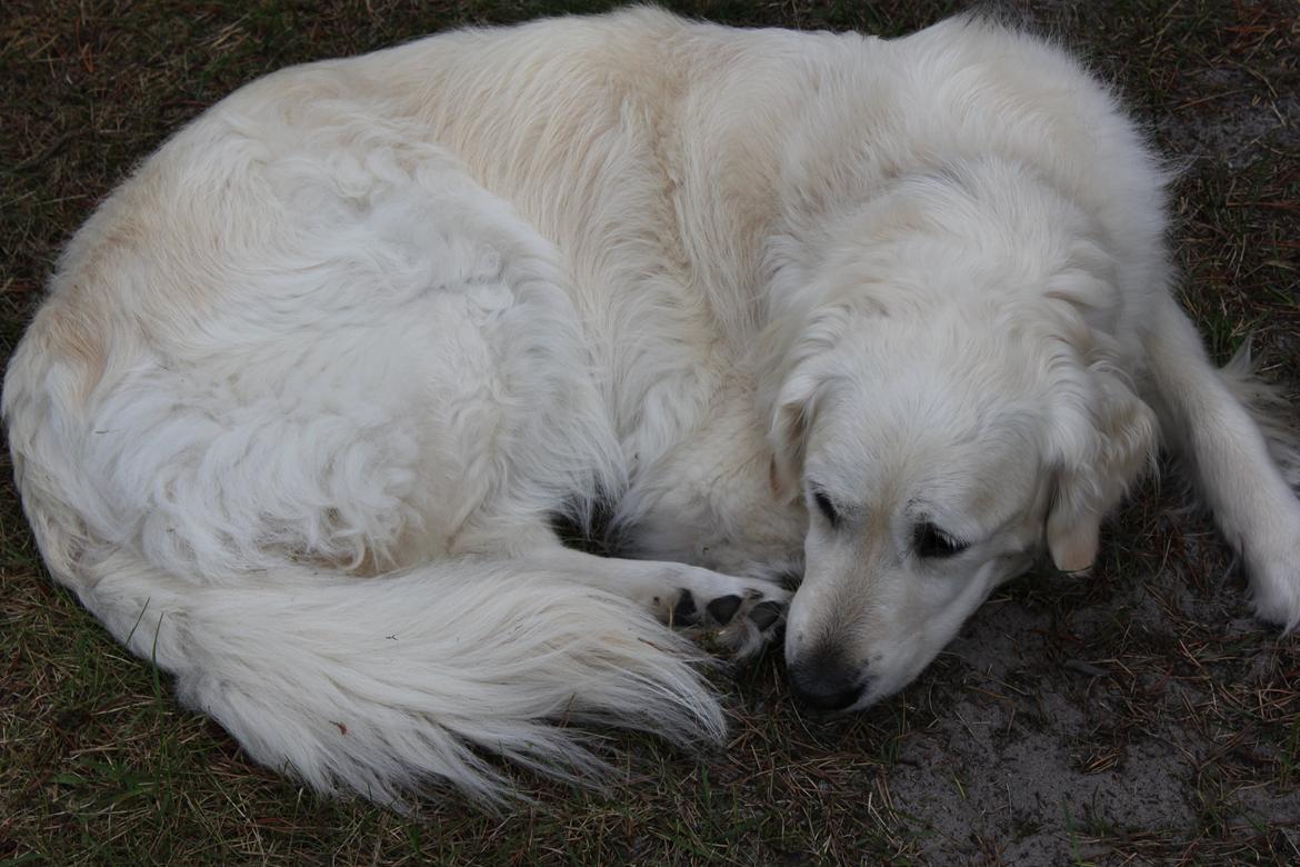 Golden retriever Maggi billede 25