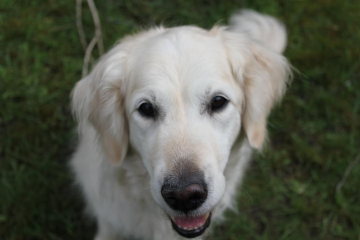 Golden retriever Maggi billede 29