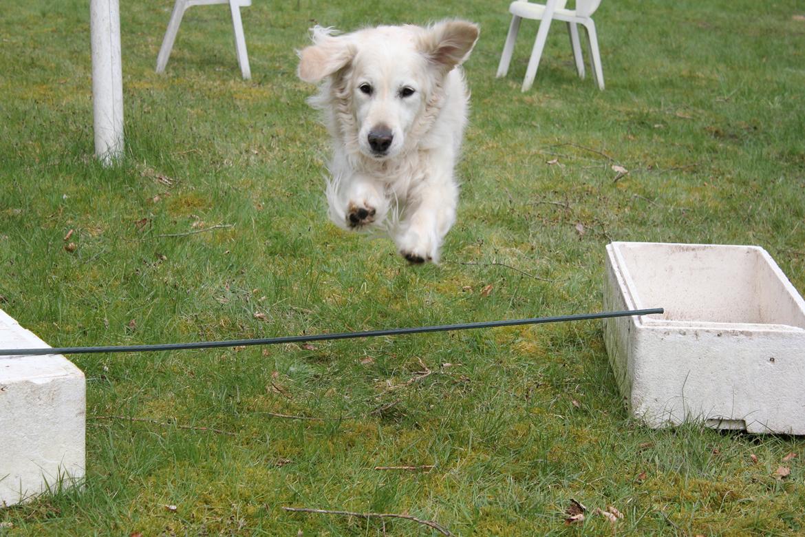 Golden retriever Maggi billede 28