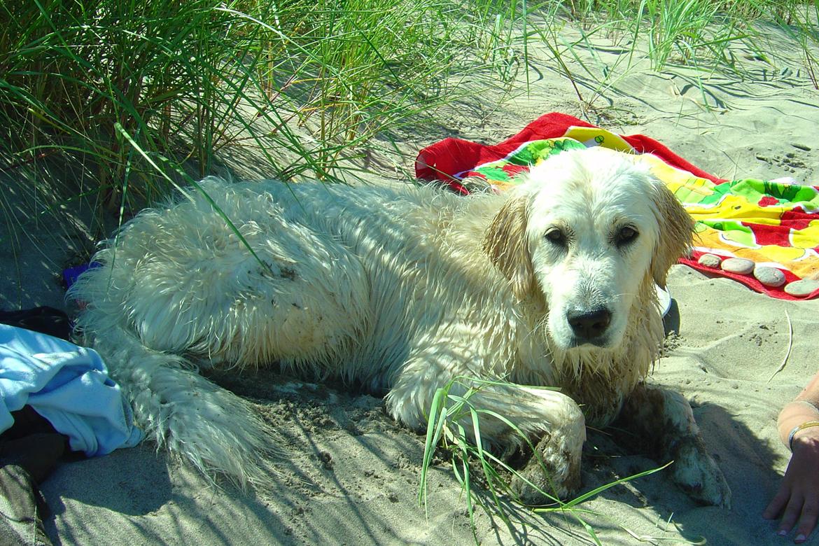 Golden retriever Maggi billede 32