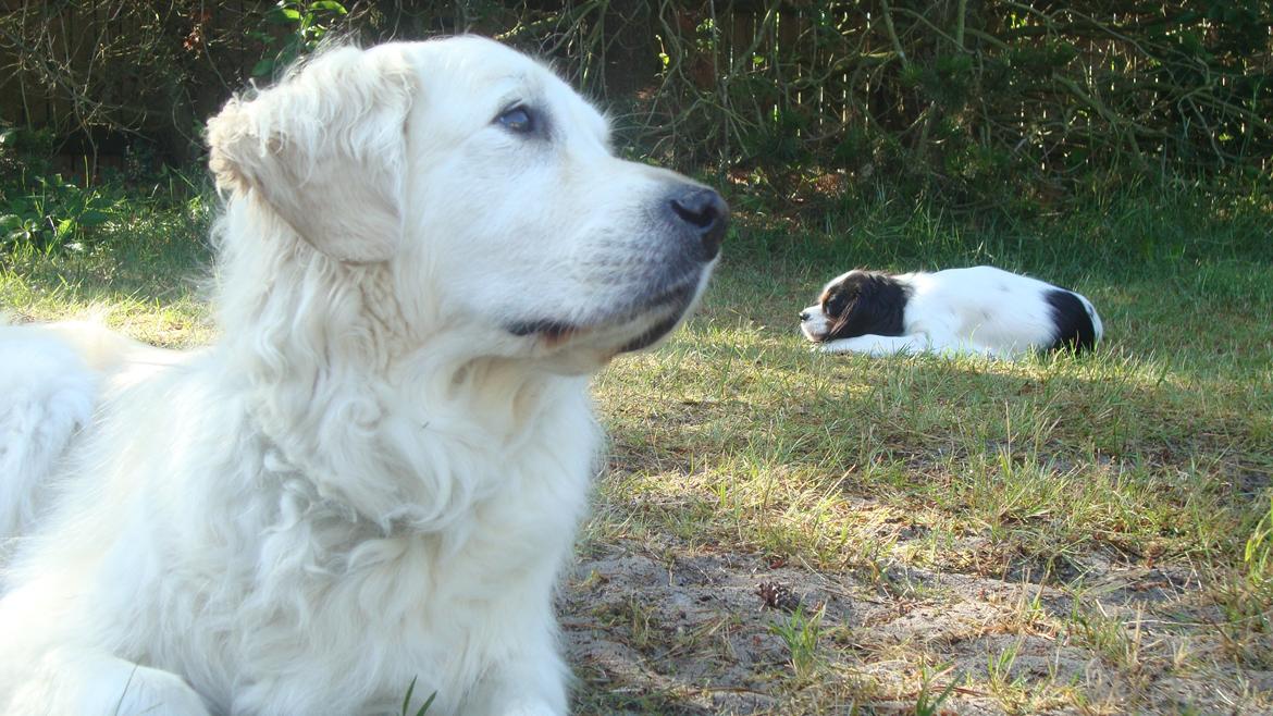 Golden retriever Maggi billede 31