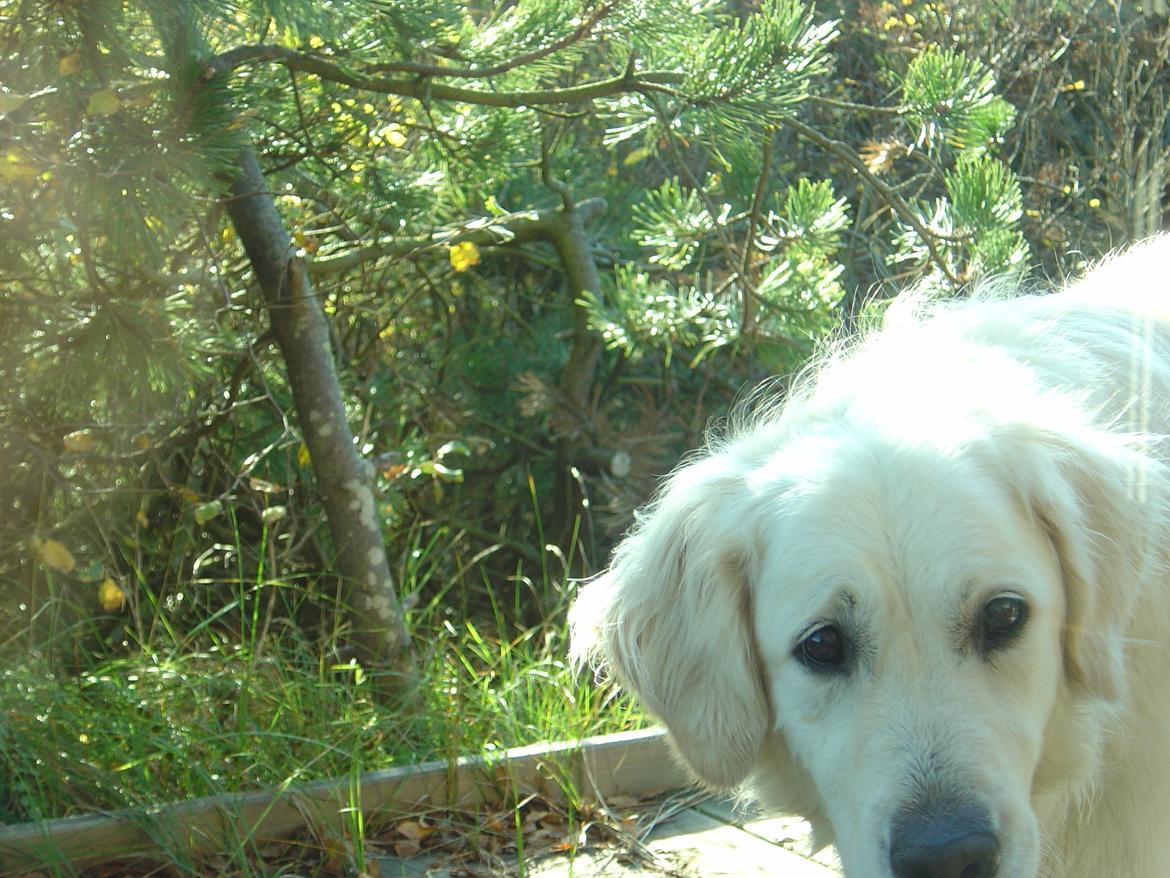 Golden retriever Maggi billede 33