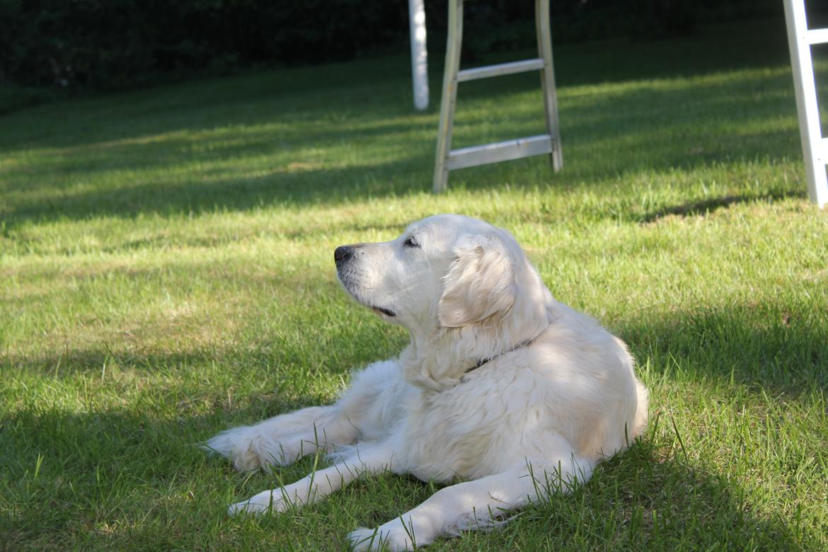 Golden retriever Maggi billede 35