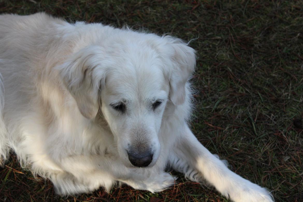 Golden retriever Maggi billede 36