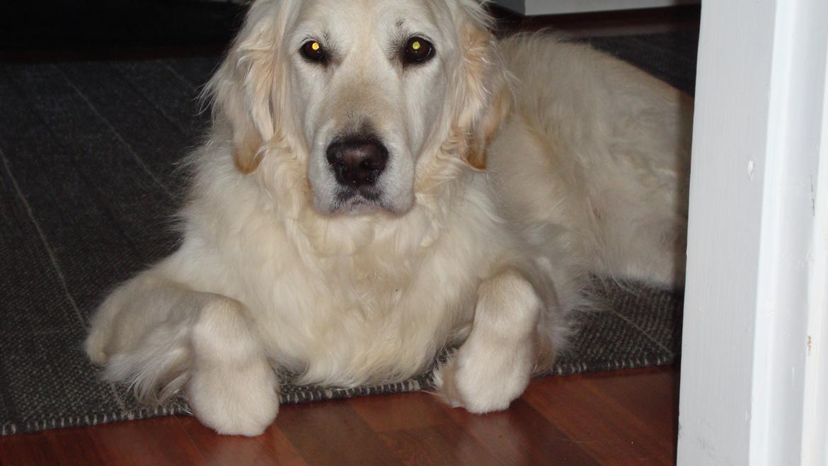 Golden retriever Maggi billede 37