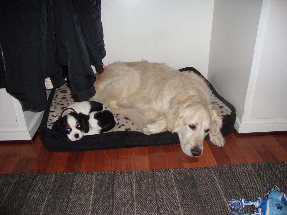 Golden retriever Maggi billede 38