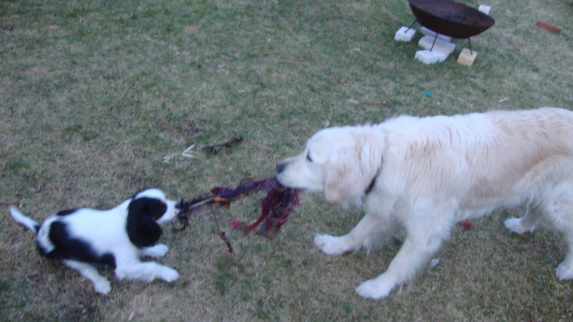Golden retriever Maggi - Altid forsigtig når man leger med lillesøster <3 billede 39