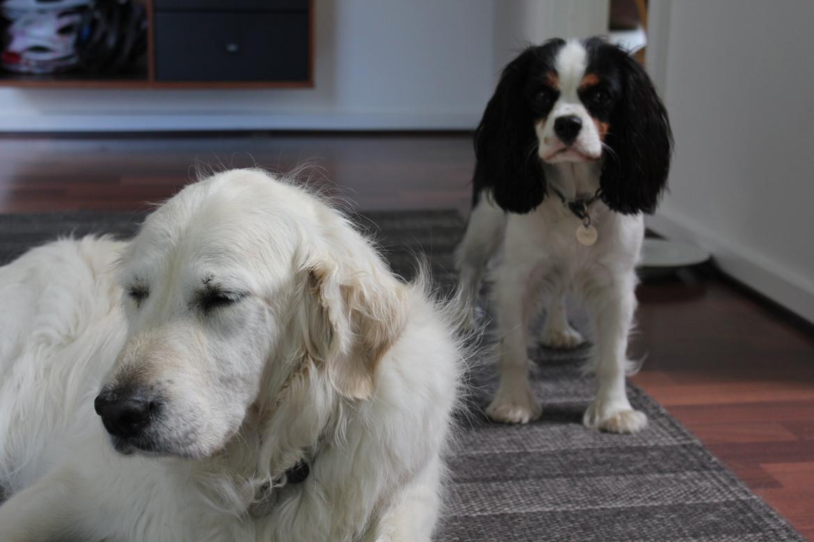 Golden retriever Maggi billede 21