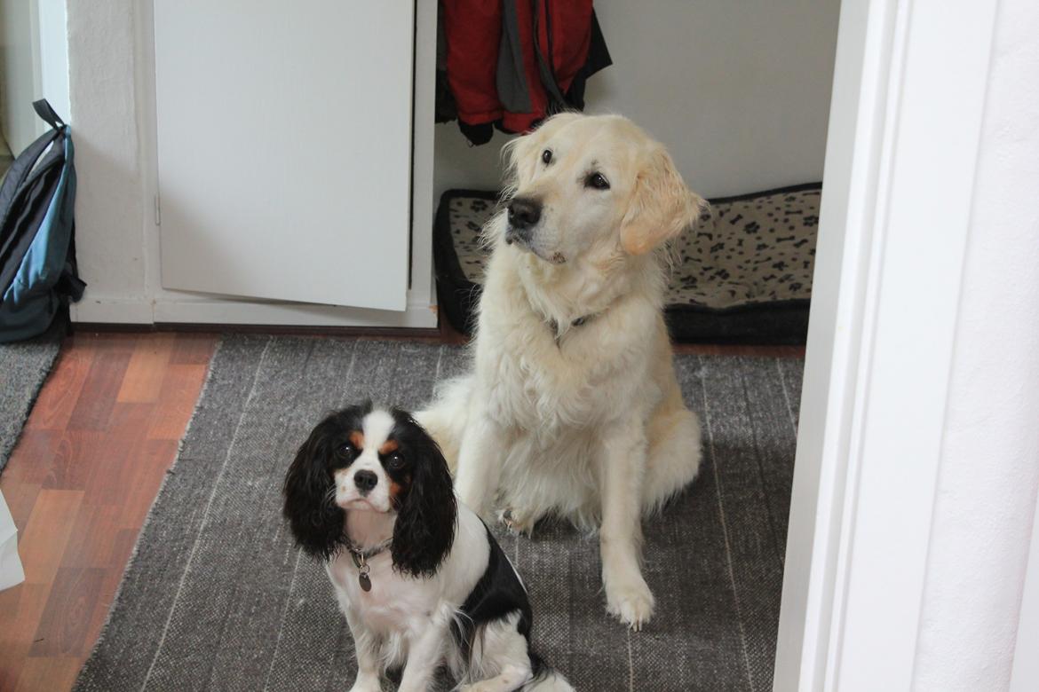 Golden retriever Maggi billede 40